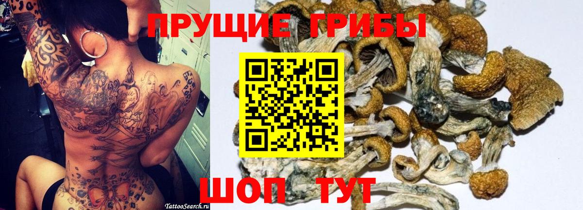 Курчалой  Псилоцибиновые грибы Magic Shrooms  Псилоцибиновые грибы Magic Shrooms  Вход с VPN 
